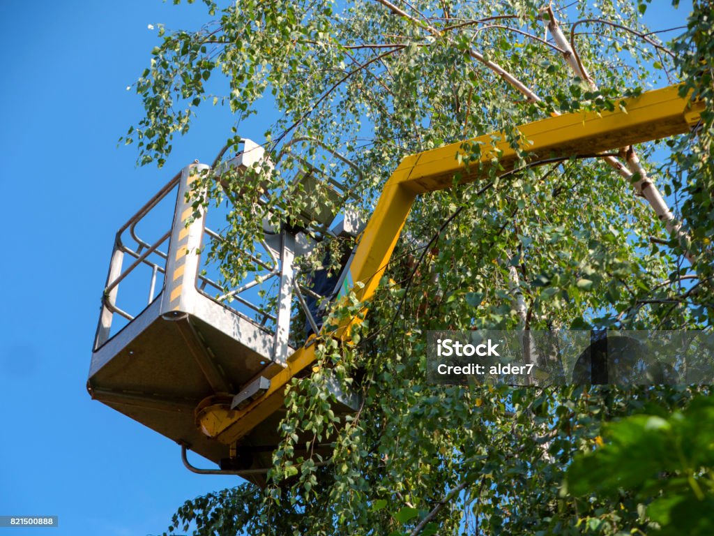 Trimming the branches of the trees in the gardens with the use of elevation An employee using a pruning shears and a mechanical saw cuts branches of trees Service Stock Photo