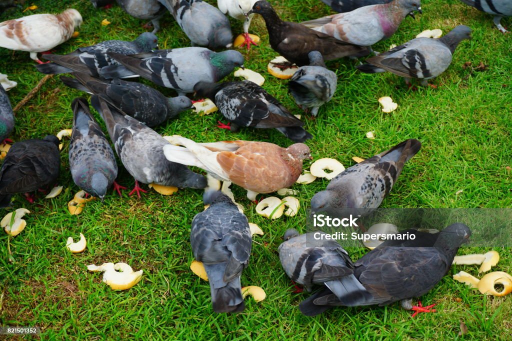 Pigeons in public park Pigeon eating, Flying, City, Bird, Pest Animal Stock Photo