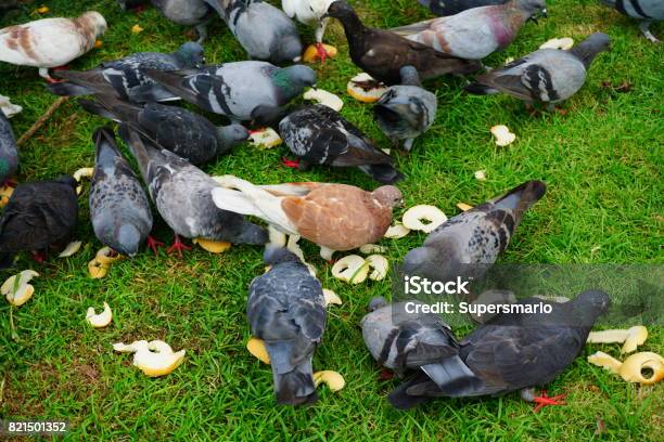 Pigeons In Public Park Stock Photo - Download Image Now - Animal, Animal Body Part, Animal Eye