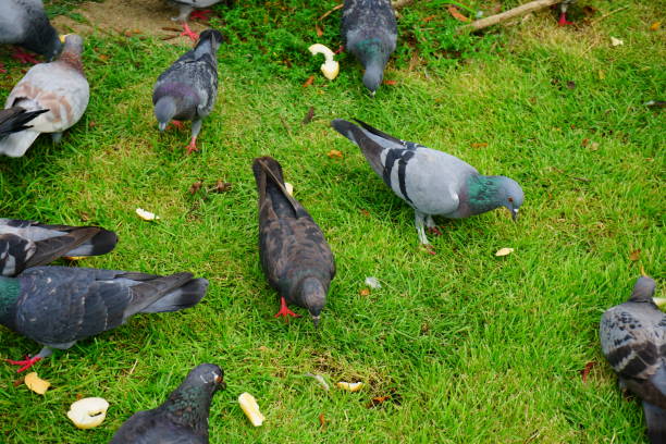 istock Pigeons in public park 821501360