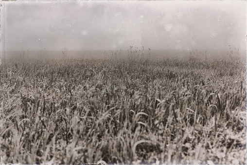 Old black and white photo of field of grass in dense mist.