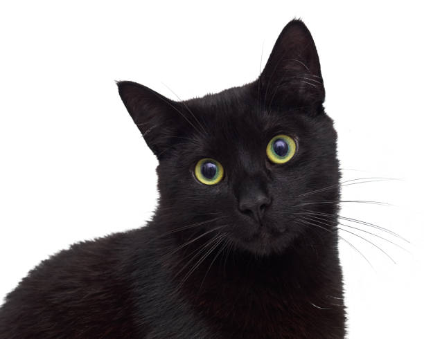 gato negro aislado en blanco sentado y mirarte - ojos amarillos fotografías e imágenes de stock