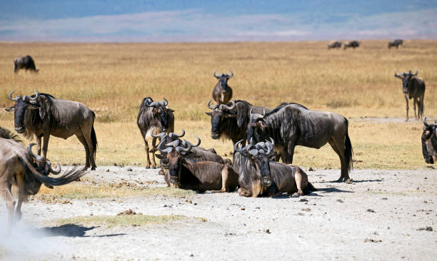 istock The great migration of the gnus 821505440
