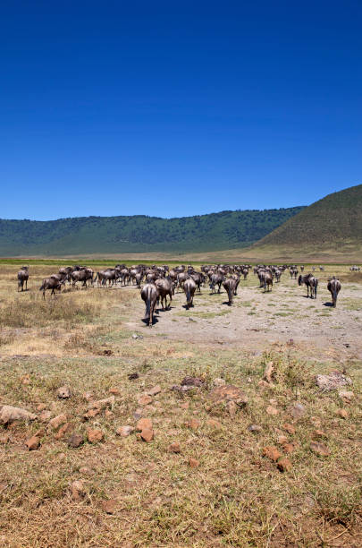 istock The great migration of the gnus 821505658