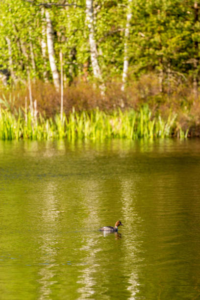Goldeneye female in a forest lake Goldeneye female in a forest lake female goldeneye duck bucephala clangula swimming stock pictures, royalty-free photos & images