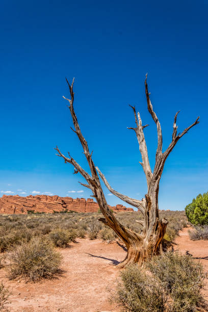 istock Picturesque Moab Desert. Dry trees and sand 821506474