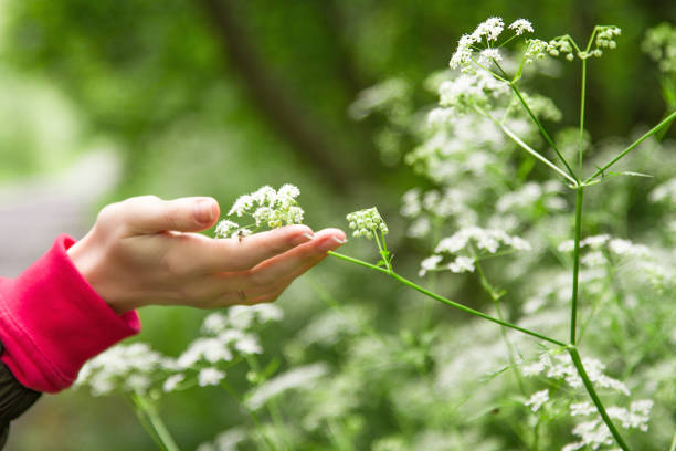 istock The womans hand touching goutweed flowers 821512020