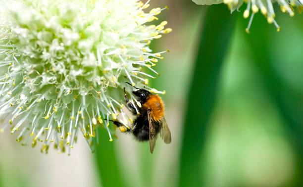 istock bumblebee on flower of onions 821512698