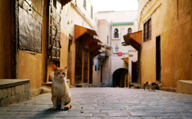 The cat is alone in the streets of Fez