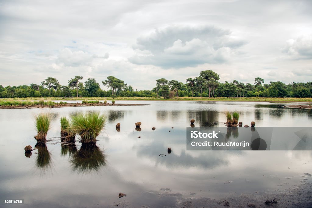 Clumps of grass reflected in the mirror smooth water surface Clumps of grass reflected in the mirror smooth water surface of a Dutch fen with a very low water level. Agricultural Field Stock Photo