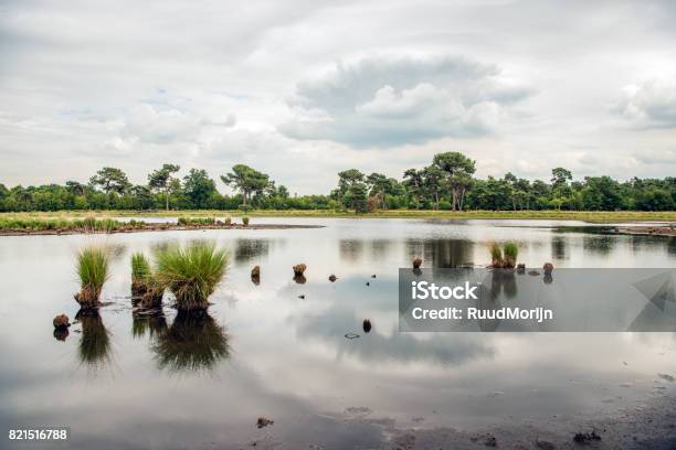 Clumps Of Grass Reflected In The Mirror Smooth Water Surface Stock Photo - Download Image Now