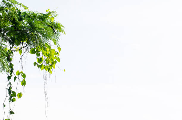 hartvormige groene blad wijnstokken geïsoleerd op witte achtergrond - liaan stockfoto's en -beelden