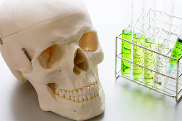 istock Skull model and glassware for education in laboratory. 821517760