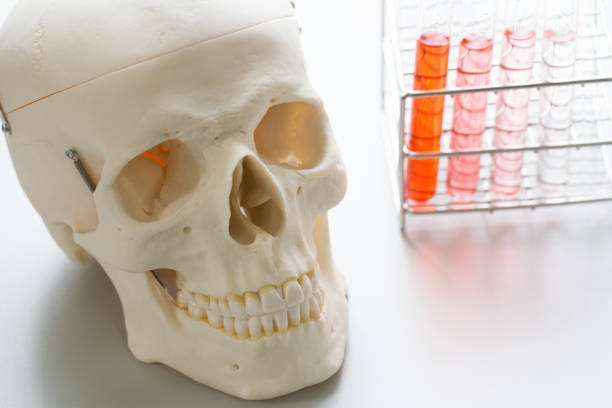 istock Skull model and glassware for education in laboratory. 821519824