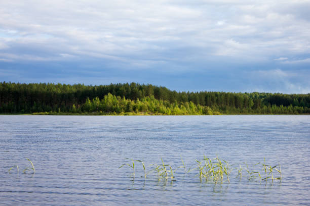 istock Shore of a forest lake. Peninsula lit by the setting sun. White clouds on a blue sky 821520570