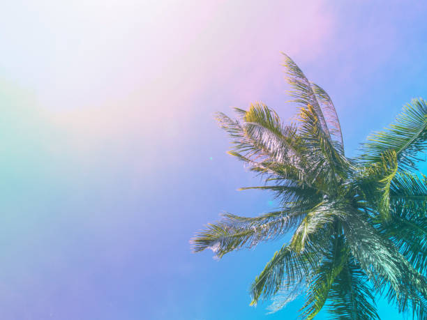 istock Palm tree and blue sky under sunlight. Tropical scene with palm leaves on sky background. 821520690