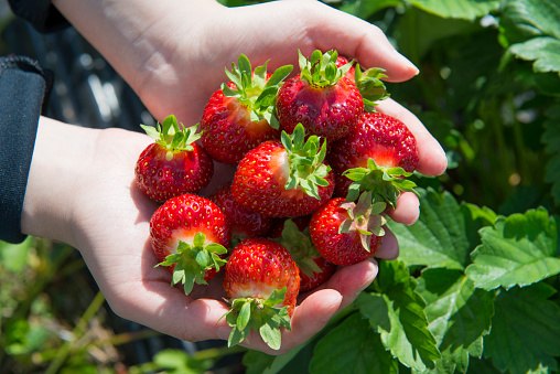 Fresh strawberries in the hands on the field