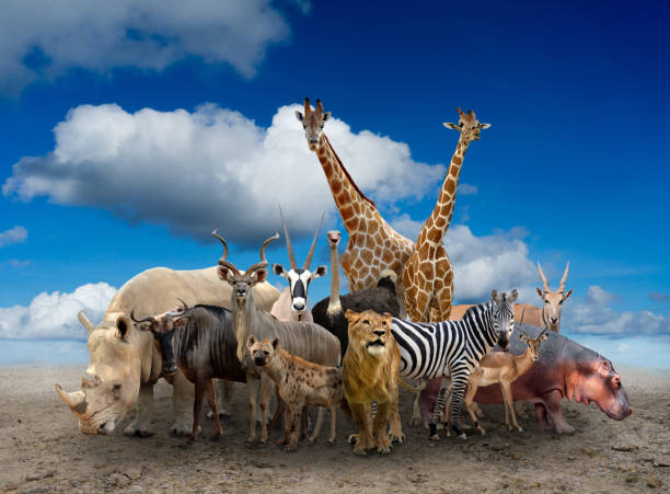 istock group of africa animals 821524126