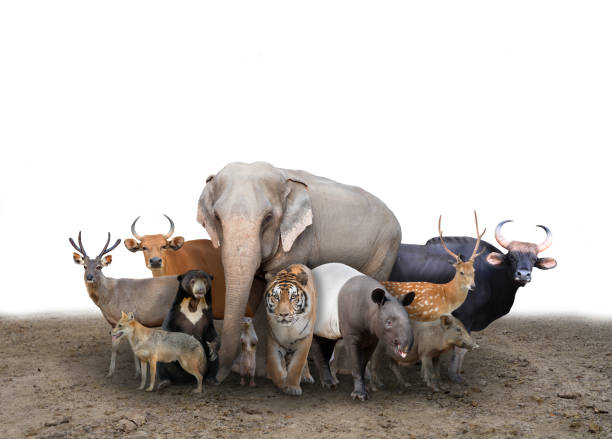 kelompok hewan asia - sapi bali sapi potret stok, foto, & gambar bebas royalti
