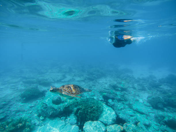istock Tropical vacation sport activity. Sea tortoise in nature 821524182