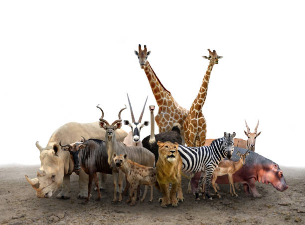 istock group of africa animals 821524222
