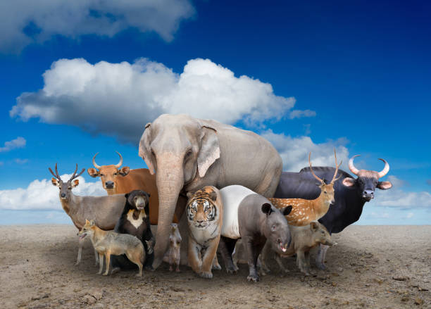 istock group of asia animals 821524304