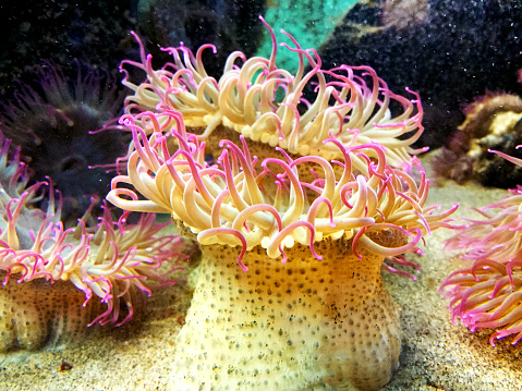 A photograph of a Sea Anemone plant underwater.