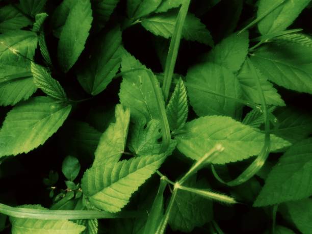 istock Green leaves from different plants in the deep forest 821524878