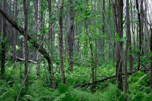 istock dense forest. depths of the forest. fern thickets between fallen trees 821525406