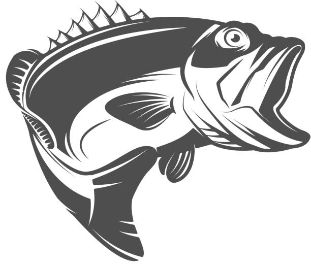 Bass fish icon isolated on white background. Design element for emblem, sign, brand mark.  Vector illustration Bass fish icon isolated on white background. Design element for emblem, sign, brand mark.  Vector illustration fish salmon silhouette fishing stock illustrations