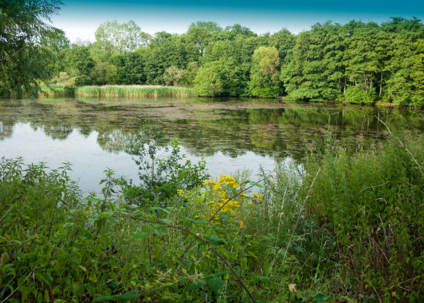 istock Lake scene with growth trees and reflections in water 821528360