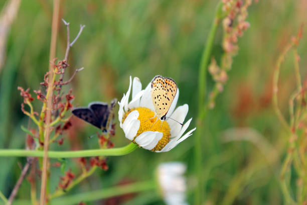 nice butterfly of Silver-studded Blue on the blade