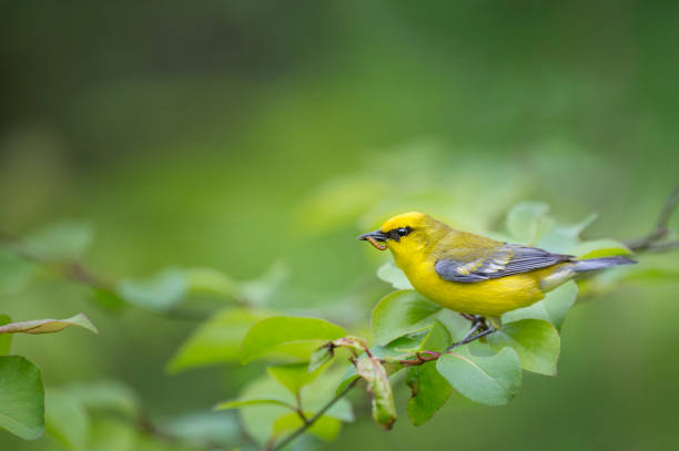 Eating Blue-winged Warbler stock photo