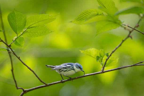 Cerulean Warbler with Worm stock photo