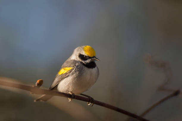 Golden-winged Warbler stock photo