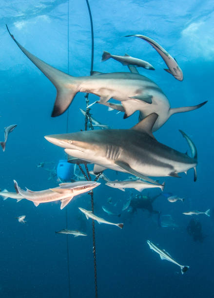 istock Blacktip Shark at South Africa 821529474