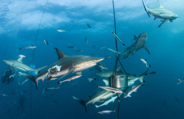 istock Blacktip Shark at South Africa 821529614