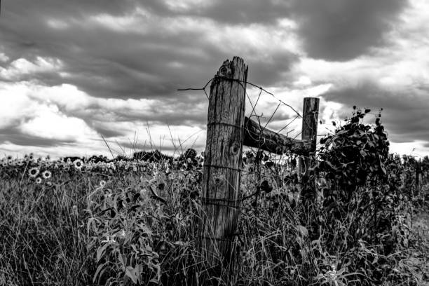 istock Fence next to a sunflower field BW 821529620