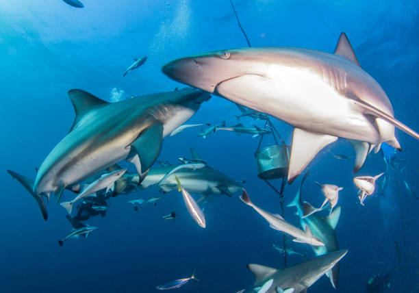 istock Blacktip Shark at South Africa 821531798