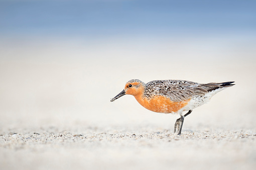 A Red Knot in breeding plumage walks on a light sand beach in the soft dawn light.