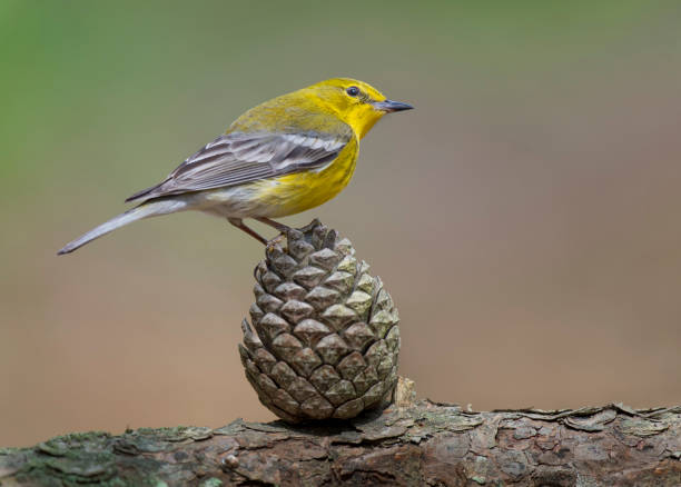 Pine Warbler on Pine Cone stock photo