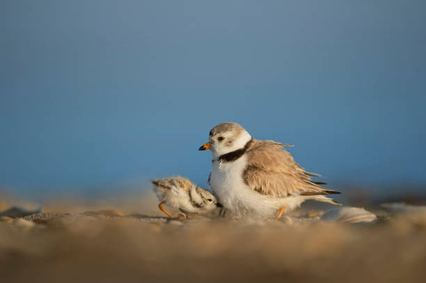 istock Piping Plover Family 821532188