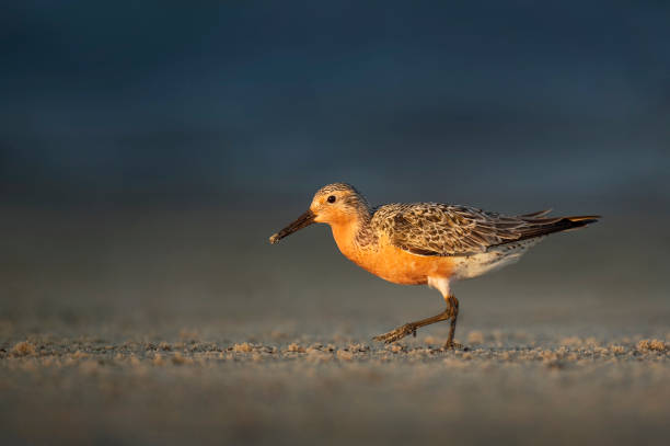 Red Knot in Golden Light stock photo