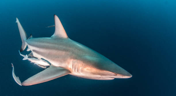 istock Blacktip Shark at South Africa 821532566