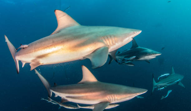 istock Blacktip Shark at South Africa 821535644