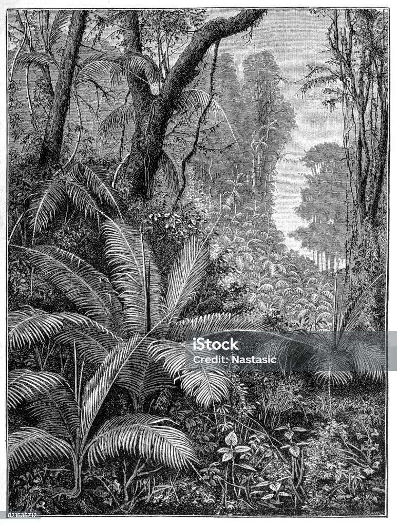 Indian palm trees illustration of a Indian palm trees Engraving stock illustration