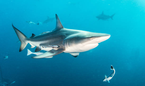 istock Blacktip Shark at South Africa 821535892