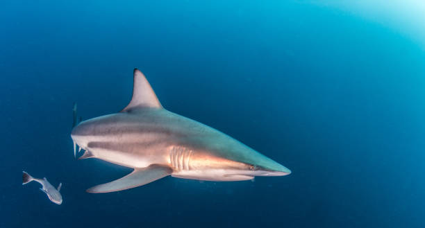 istock Blacktip Shark at South Africa 821536224