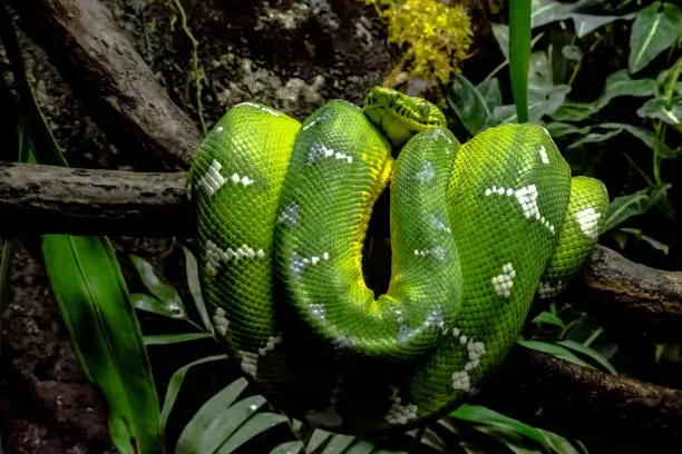 Emerald Green Boa coiled on a branch