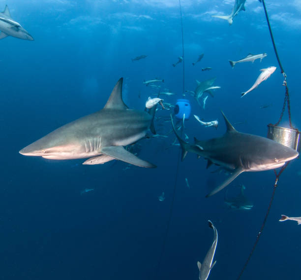 istock Blacktip Shark at South Africa 821537030